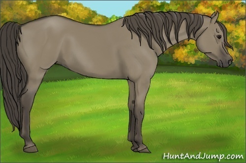 Horse Color:Smoky Grullo 