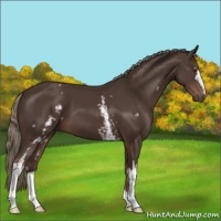Horse Color:White Spotted Liver Chestnut Mushroom 