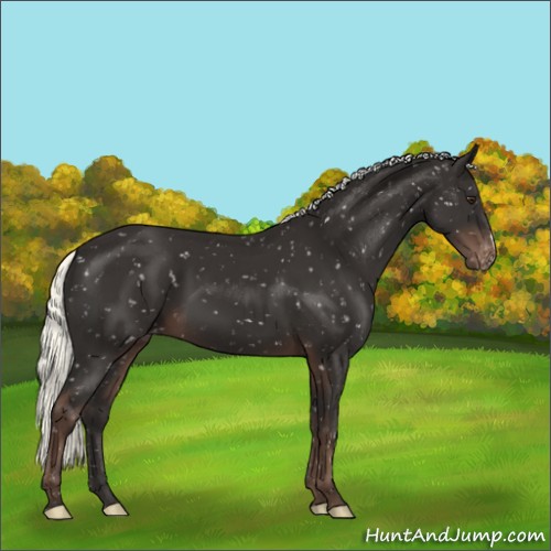 Horse Color:Liver Chestnut Mushroom Appaloosa