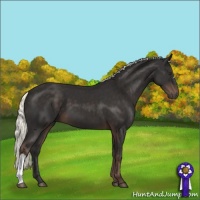 Horse Color:Liver Chestnut Mushroom 