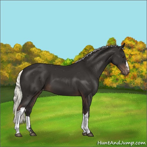 Horse Color:Liver Chestnut Mushroom Varnish