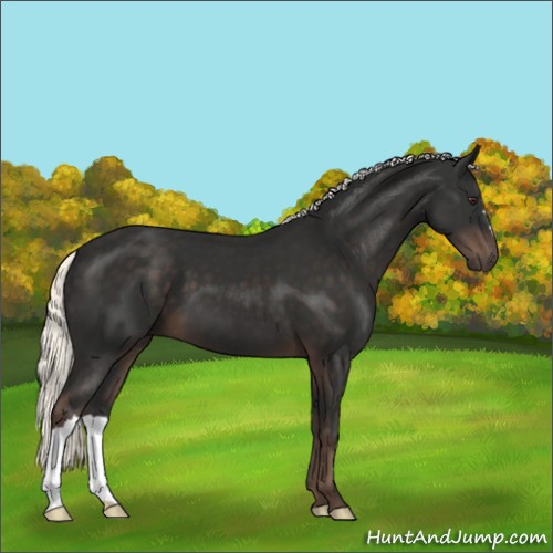 Horse Color:Liver Chestnut Mushroom 