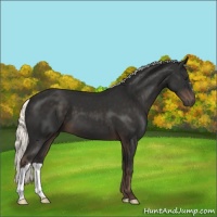 Horse Color:Liver Chestnut Mushroom 