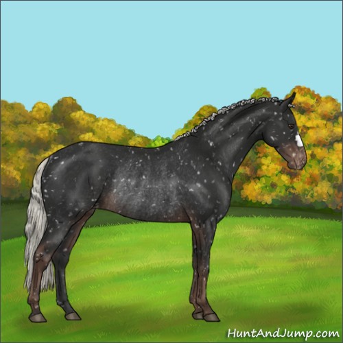 Horse Color:Liver Chestnut Mushroom Appaloosa Rabicano 