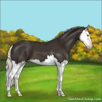 Horse Color:Liver Chestnut Mushroom Splash Appaloosa 