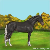 Horse Color:Liver Chestnut Mushroom Varnish 