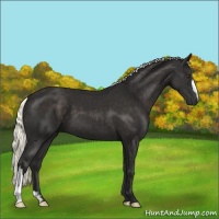 Horse Color:Liver Chestnut Mushroom 