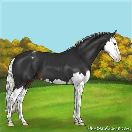 Horse Color:Liver Chestnut Mushroom Splash Appaloosa