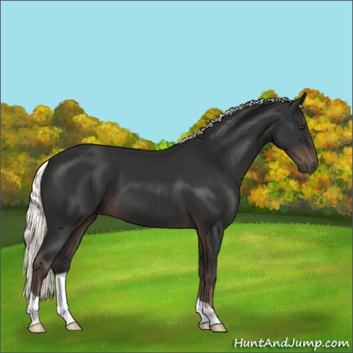 Horse Color:Liver Chestnut Mushroom 