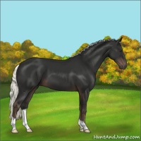 Horse Color:Liver Chestnut Mushroom 