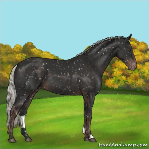 Horse Color:Liver Chestnut Mushroom Appaloosa 