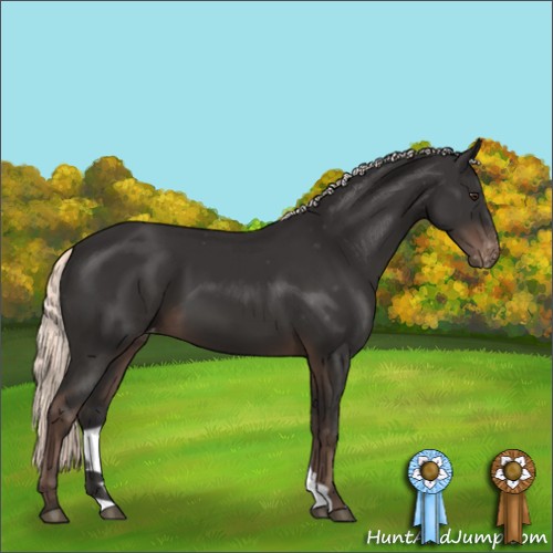 Horse Color:Liver Chestnut Mushroom Appaloosa 