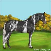 Horse Color:White Spotted Liver Chestnut Mushroom Appaloosa 