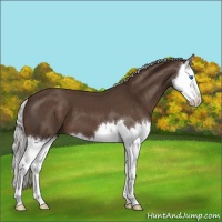 Horse Color:Liver Chestnut Mushroom Splash 