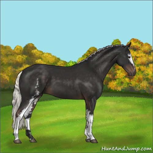 Horse Color:White Spotted Liver Chestnut Mushroom
