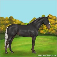 Horse Color:Liver Chestnut Mushroom Appaloosa 