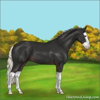 Horse Color:Liver Chestnut Mushroom Splash 