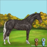 Horse Color:Liver Chestnut Mushroom Appaloosa 