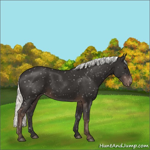 Horse Color:Liver Chestnut Mushroom Appaloosa