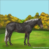 Horse Color:Liver Chestnut Mushroom Appaloosa 