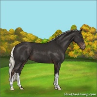 Horse Color:Liver Chestnut Mushroom Appaloosa 