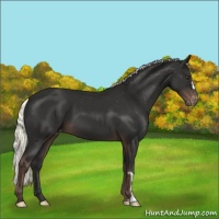 Horse Color:Liver Chestnut Mushroom Appaloosa 