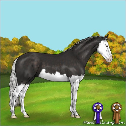 Horse Color:Liver Chestnut Mushroom Splash