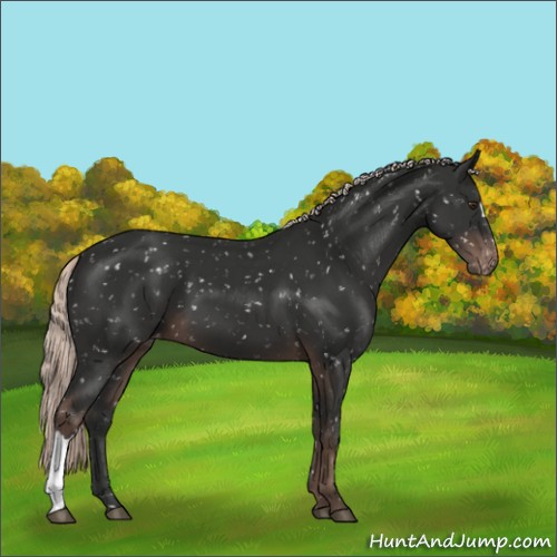 Horse Color:Liver Chestnut Mushroom Appaloosa 