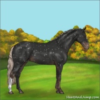 Horse Color:Liver Chestnut Mushroom Appaloosa 