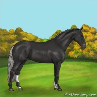 Horse Color:Liver Chestnut Mushroom Appaloosa 