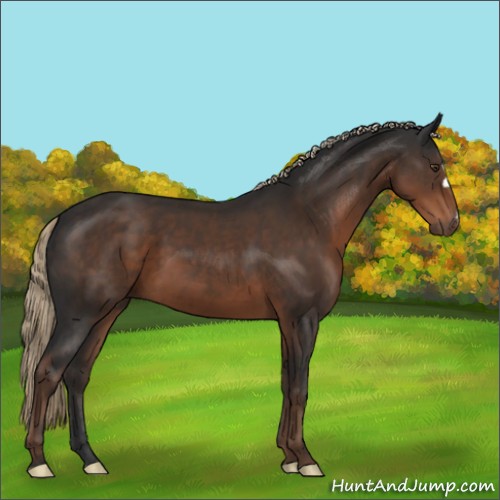 Horse Color:Liver Chestnut 