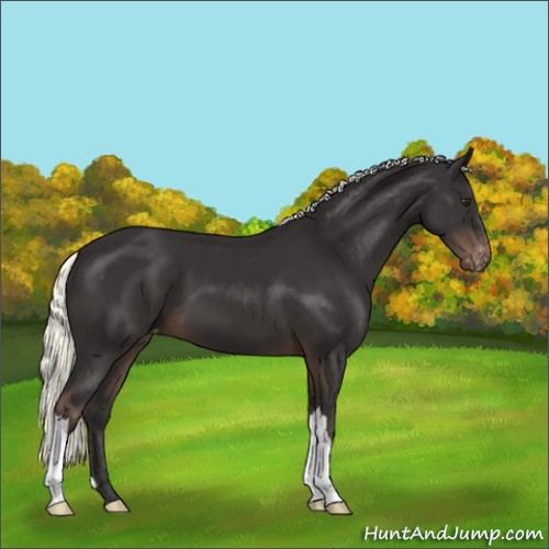 Horse Color:Liver Chestnut Mushroom Appaloosa 