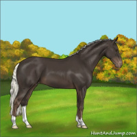 Horse Color:Liver Chestnut Mushroom Varnish 