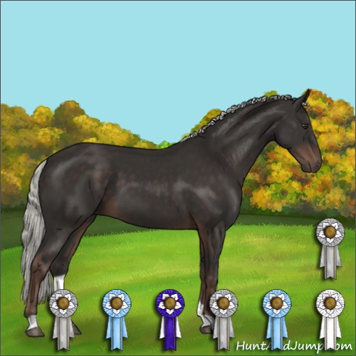 Horse Color:Liver Chestnut Mushroom