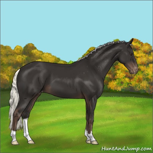 Horse Color:Liver Chestnut Mushroom Appaloosa