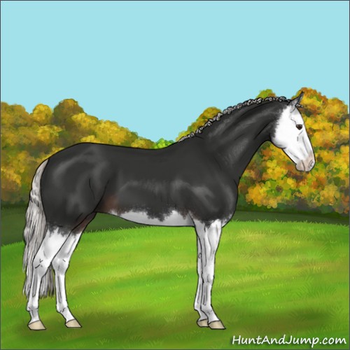 Horse Color:Liver Chestnut Mushroom Splash