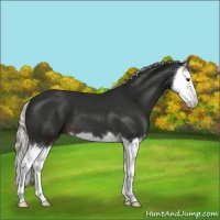 Horse Color:Liver Chestnut Mushroom Splash 
