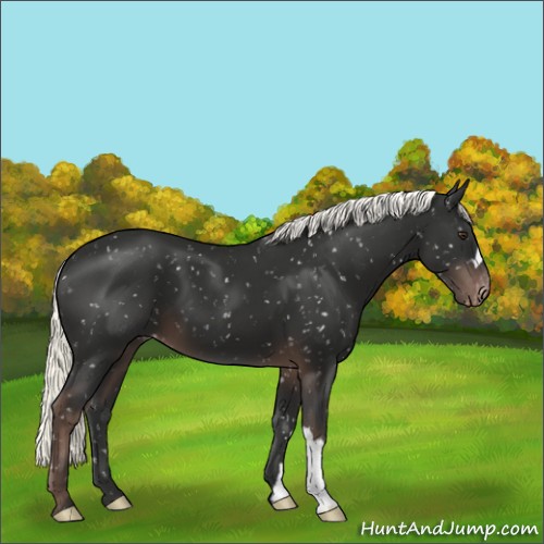 Horse Color:Liver Chestnut Mushroom Appaloosa
