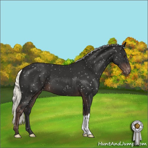 Horse Color:Liver Chestnut Mushroom Appaloosa
