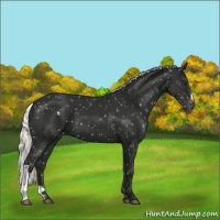 Horse Color:Liver Chestnut Mushroom Appaloosa 