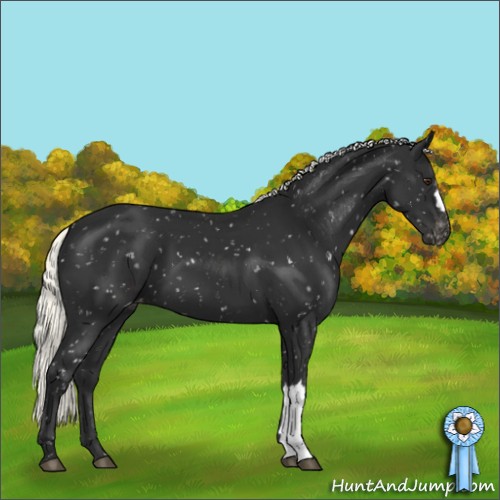 Horse Color:Liver Chestnut Mushroom Appaloosa 