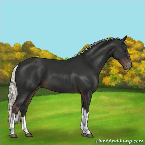Horse Color:Liver Chestnut Mushroom Varnish 