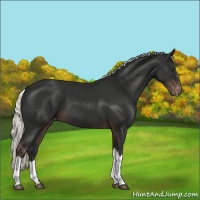 Horse Color:Liver Chestnut Mushroom Varnish 