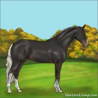 Horse Color:Liver Chestnut Mushroom Appaloosa 