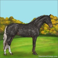 Horse Color:Liver Chestnut Mushroom Snowflake Varnish 