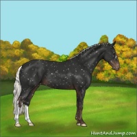 Horse Color:Liver Chestnut Mushroom Appaloosa 