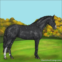 Horse Color:Black Mushroom Appaloosa 
