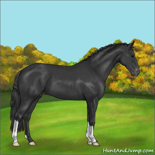 Horse Color:Black Appaloosa