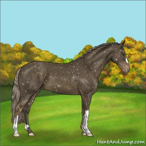 Horse Color:Chocolate Palomino Mushroom Appaloosa