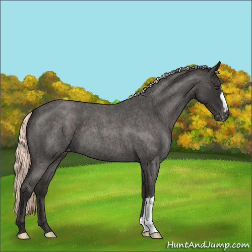 Horse Color:Liver Red Roan Mushroom Appaloosa